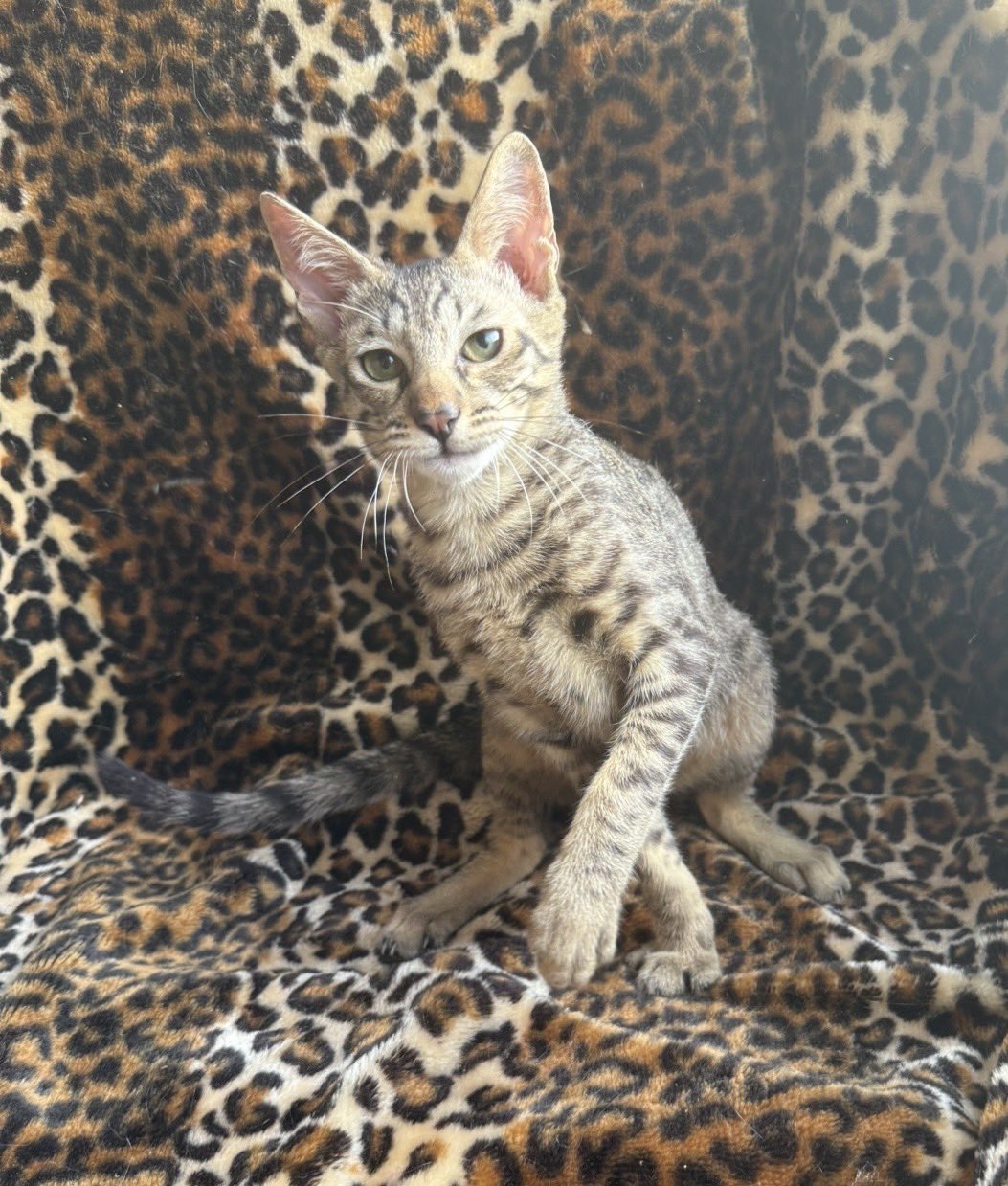 サバンナキャット❗️ サバンナキャットの性格、値段、飼い方は？飼育に向いている世代