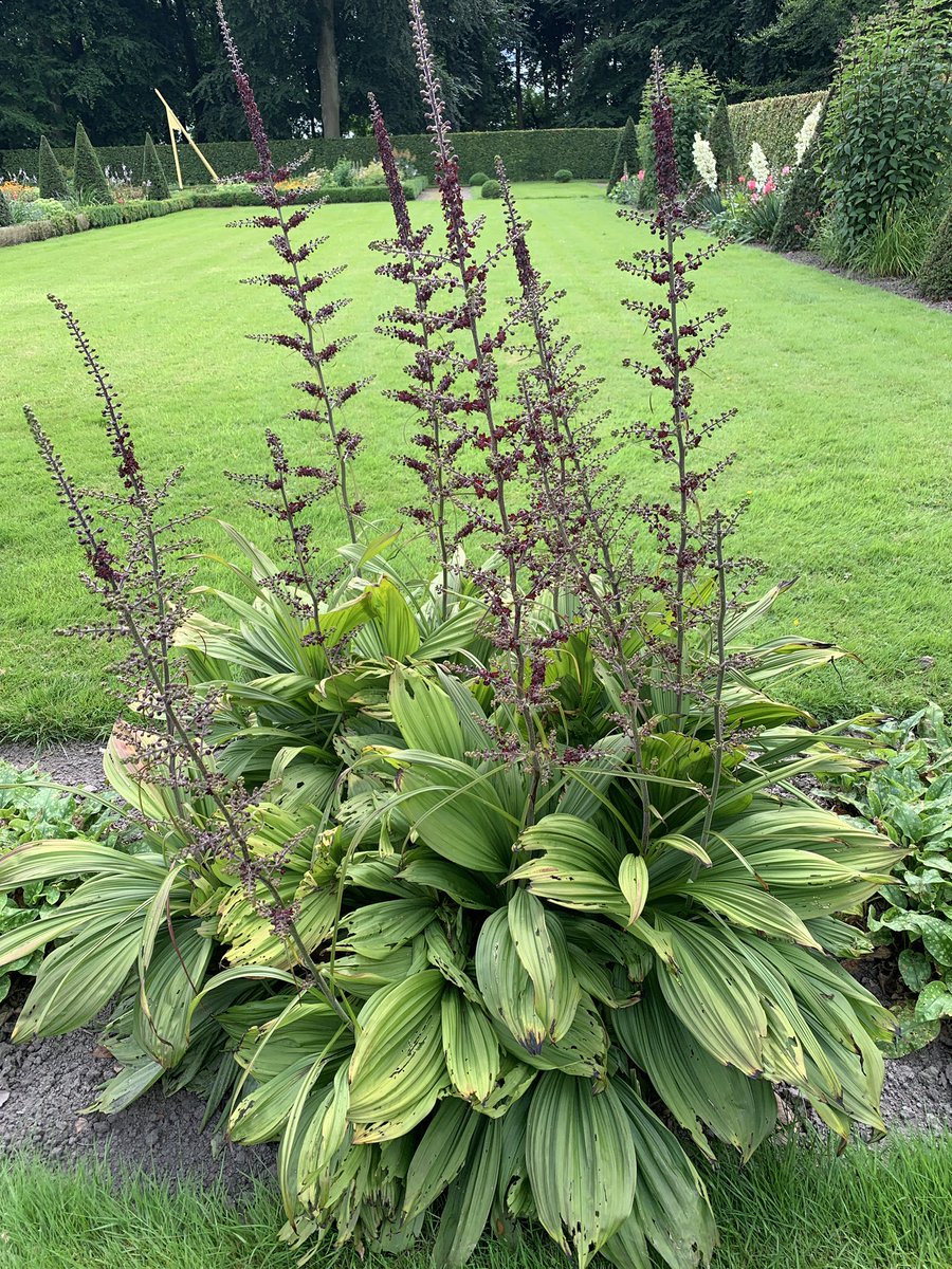 mariacggnoord's tweet photo. De #Veratrum nigrum (zwarte nieswortel) bloeit in de tuin van de #menkemaborg, dat is heel bijzonder. Het is een giftige plant. Slakken zijn er echter wel dol op, vandaar dat hij meestal niet tot bloei komt. https://t.co/nWUiGJJeev