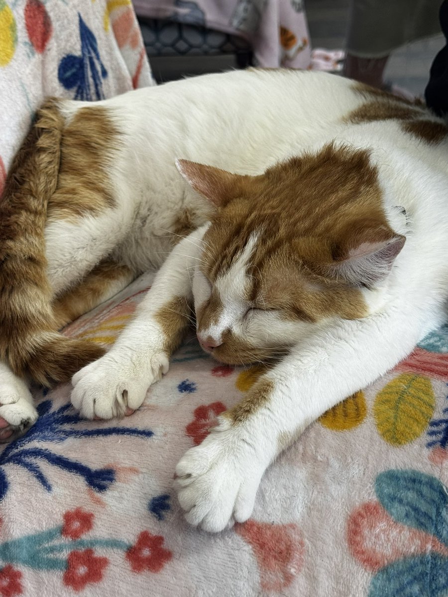 Second cat day