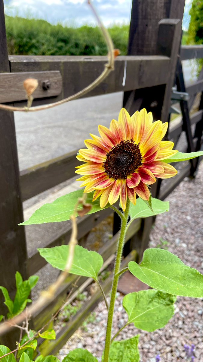 All my sunflowers today 🌻 from a packet of seeds I was given,back in March. The Black  magic  🌻 also a gift in seed form…from mums third drawer down. 😎 💝 
#july #blooms #arentdaughterswonderul