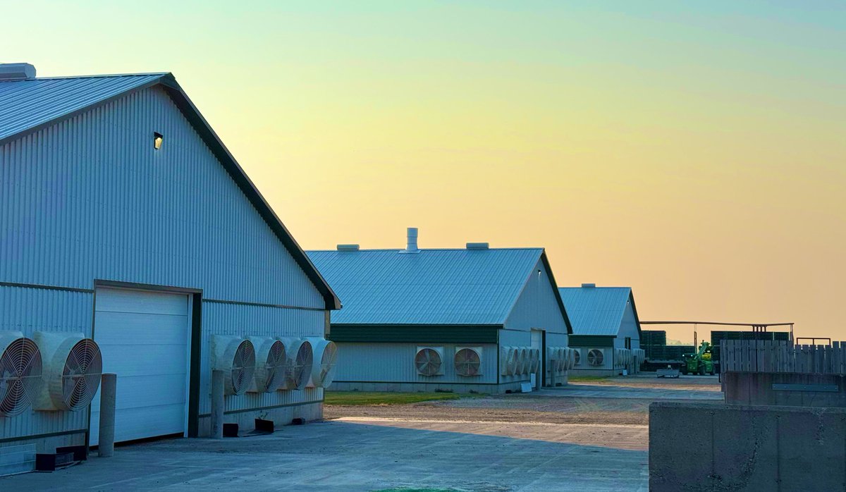 Mark McLean (@mdmclean1) on Twitter photo 3 barns of 🐓 shipped last night… Its incredible! By the time the last truck leaves here this morning the 1st truck that left last night has been processed 🍗 packaged 📦 and is being loaded into a truck to be delivered to a grocery store or restaurant near you today! #Ontag 3 barns of 🐓 shipped last night… Its incredible! By the time the last truck leaves here this morning the 1st truck that left last night has been processed 🍗 packaged 📦 and is being loaded into a truck to be delivered to a grocery store or restaurant near you today! #Ontag