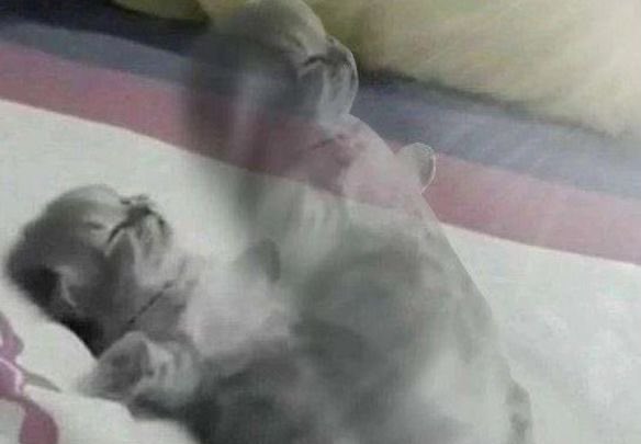 Tay #WeTrustYouTigers tweet media