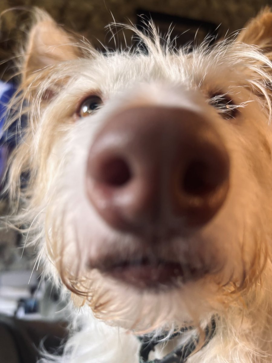 Laso te ha olido y ha dictaminado que es hora de que te pegues una ducha, cochino