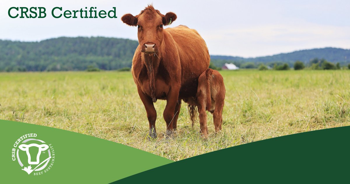 CRSB_beef's tweet image. CRSB Certified is a third-party audited program that recognizes sustainable beef practices, enables sourcing, and builds consumer confidence with credible, science-based claims. Learn more here: bit.ly/4b3ahVq