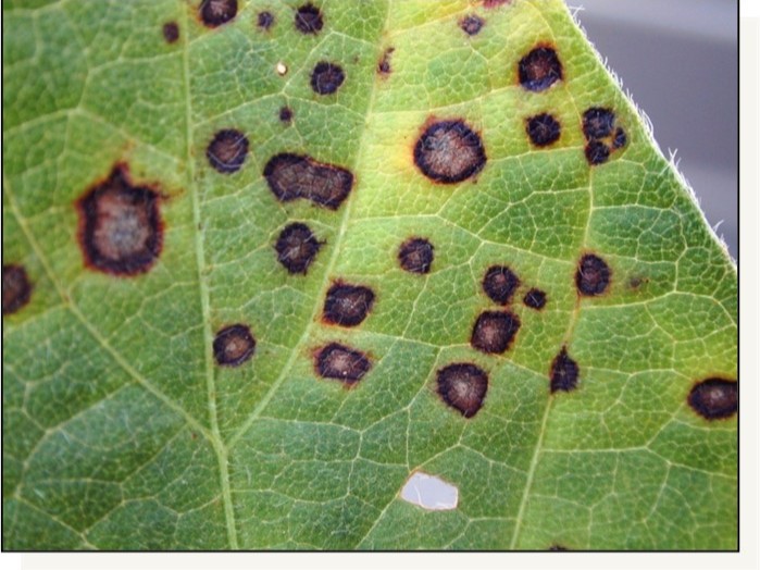 Understand the biology, symptoms, and management of frogeye leaf spot in soybeans at bit.ly/44HrXTx.