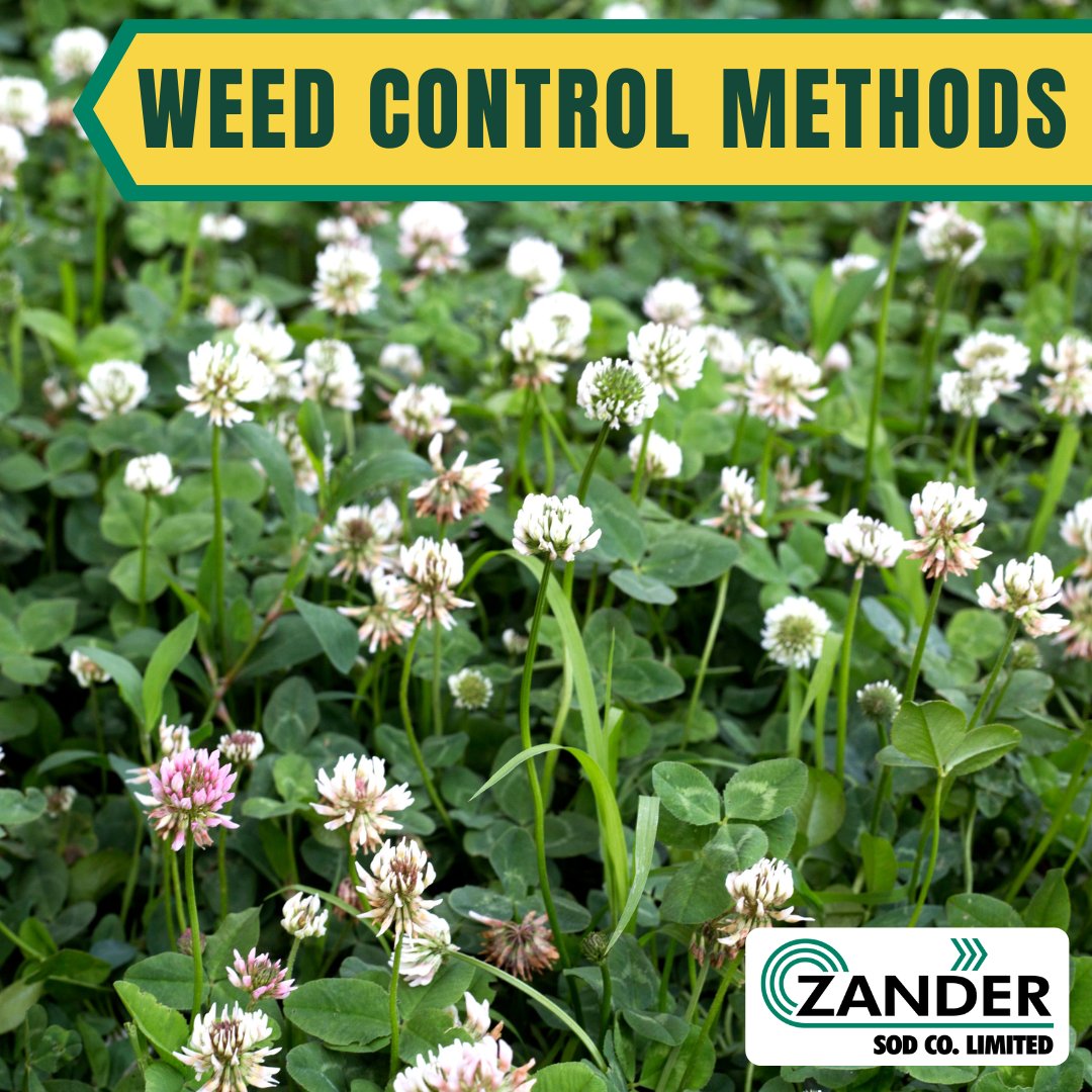 The ultimate way is to maintain a healthy #lawn with regular mowing, watering and fertilizer applications. Other ways include:
🌱 Hand picking weeds
🌱 Using natural products found in stores

Visit l8r.it/Qg8w for more information.