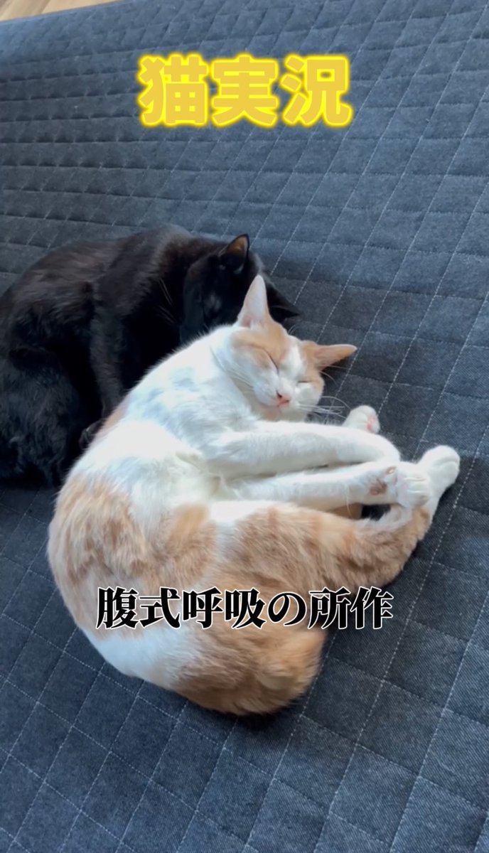 縞*猫様 【3月末処分】冠詞 関口存男 全3巻セット 三修社 1982年発行第7 後宮の黒猫金庫番」岡達英茉 [富士見L文庫] - KADOKAWA