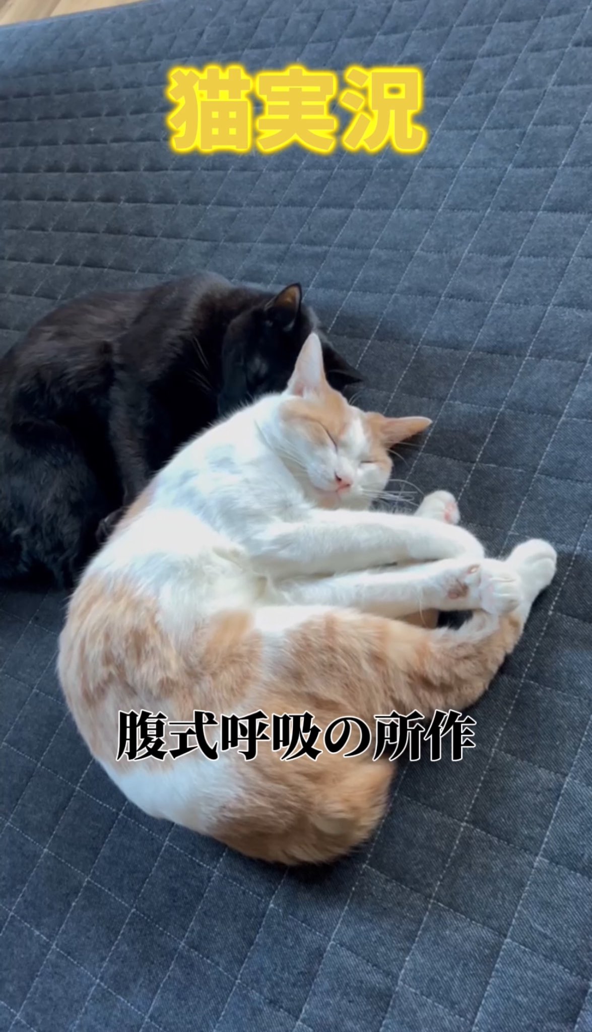 縞*猫様 【3月末処分】冠詞 関口存男 全3巻セット 三修社 1982年発行第7 Amazon.co.jp: 物語シリーズ 化、傷、偽、猫 黒、猫 白、傾、囮