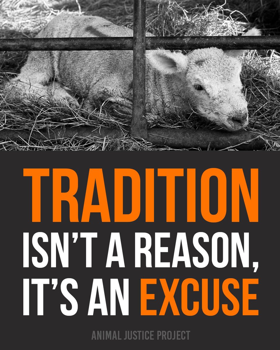 ajpReact's tweet image. Just because something has always been done, doesn’t make it right.

‘Tradition’ isn’t a reason to keep causing harm, it’s just an excuse to avoid change.

Let’s build new traditions rooted in compassion.

#Vegan #ChooseKindness #AnimalJusticeProject