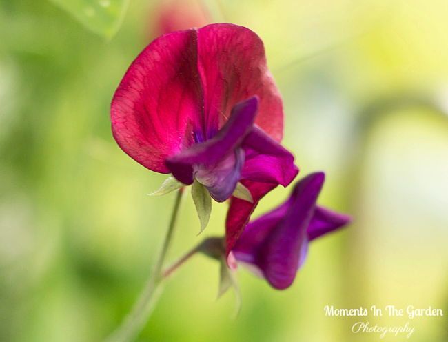 MomentsintheG's tweet photo. You never know what colours the sweet peas are going to be but I particularly like this mixed colour.  #sweetpeas #fragrantflowers #annual #climbingplant #julygarden #momentsinthegardenphotography #grownfromseed https://t.co/VO25Mx29KA