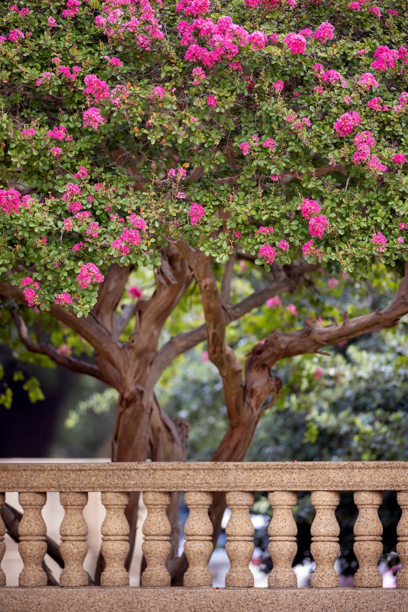 Nothing like summer at LSU 🌺🌸