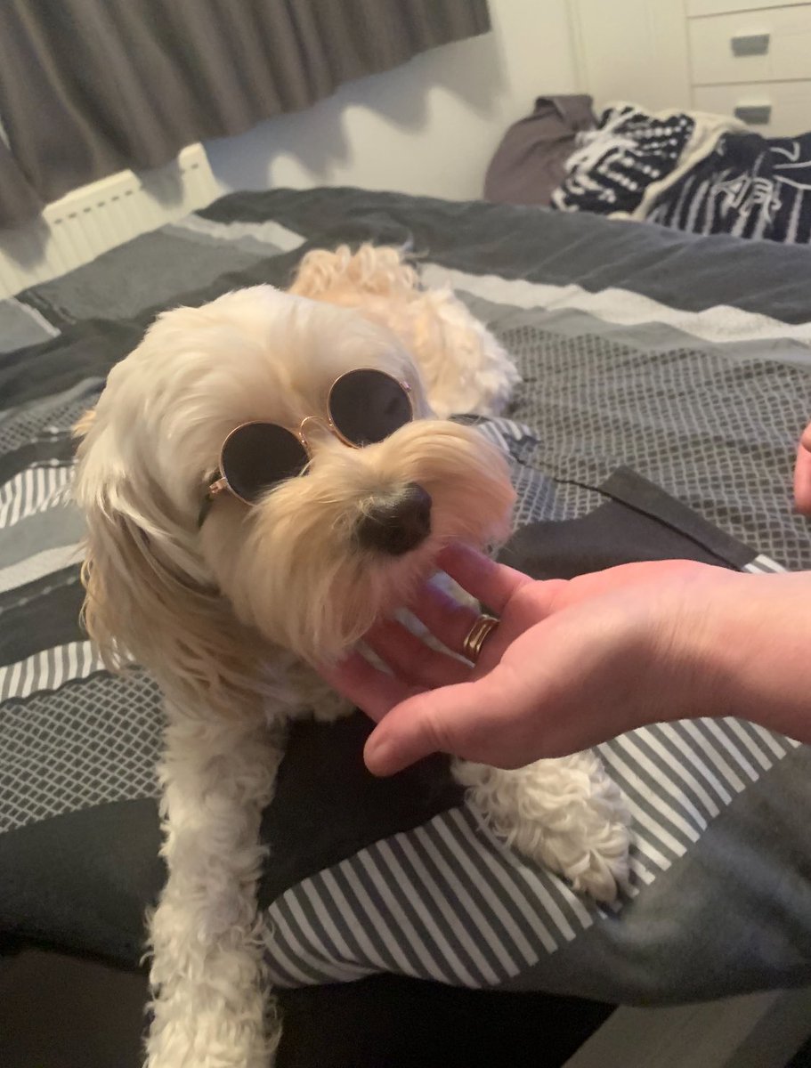 When you buy sunglasses off Temu and they fit the dog 🤣🐶#lilylennon