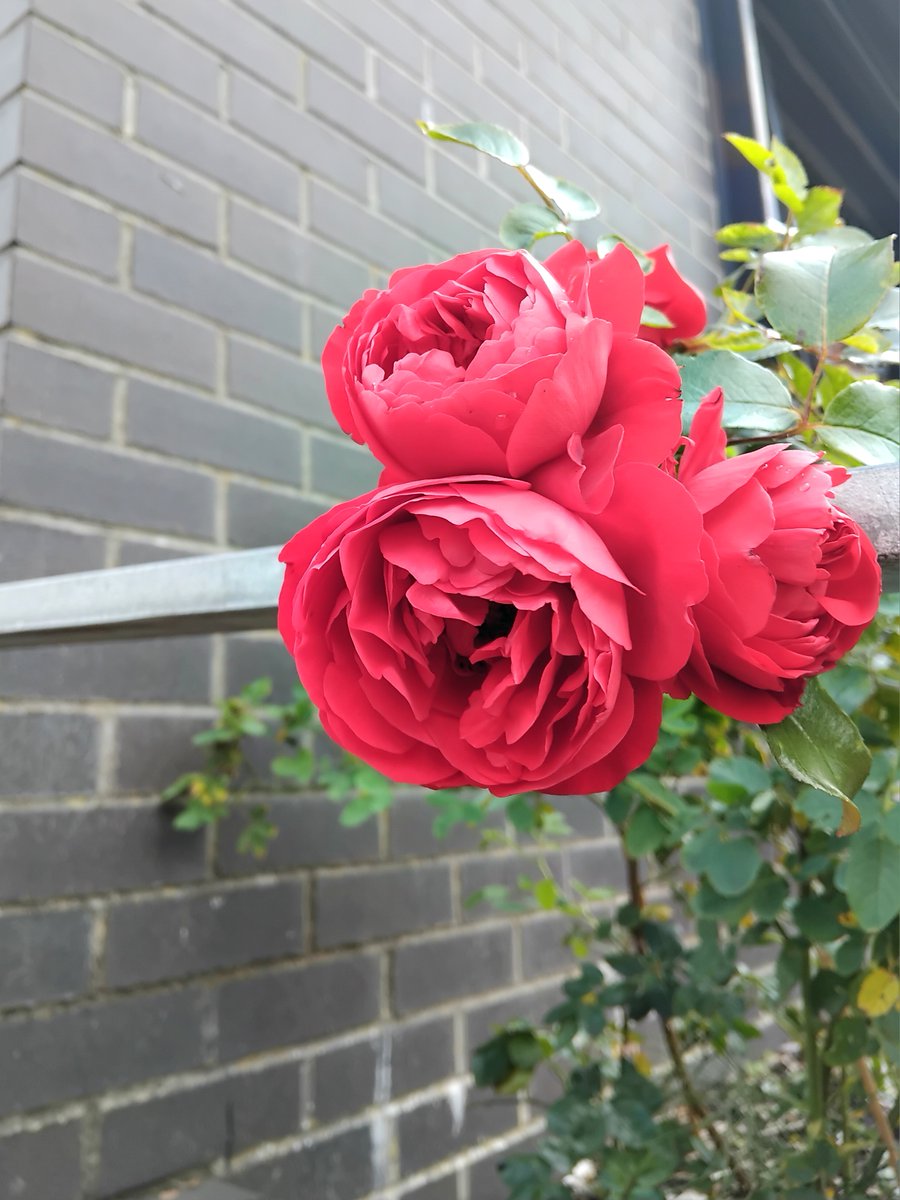 RosemountGLA's tweet image. ☀️ What a beautiful day! ☀️
Nature is blooming all around us, reminding us to pause and enjoy the small moments🌸
Wishing you all a wonderful day! 💛