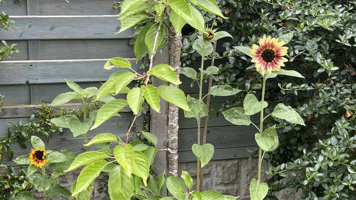 It’s a race for the tallest with these four ! #sunflowers 😎🌿