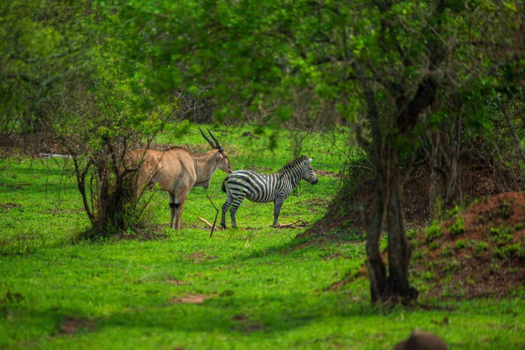 rukie_yusuf's tweet image. Uganda&apos;s wildlife is both exceptionally beautiful and critically important for the country&apos;s ecology and economy.
Uganda boasts a remarkable level of biodiversity with numerous endemic species found nowhere else in the world.#goldenposts #UWA