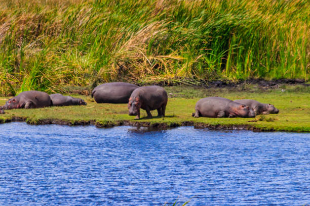 rukie_yusuf's tweet image. Uganda&apos;s wildlife is both exceptionally beautiful and critically important for the country&apos;s ecology and economy.
Uganda boasts a remarkable level of biodiversity with numerous endemic species found nowhere else in the world.#goldenposts #UWA