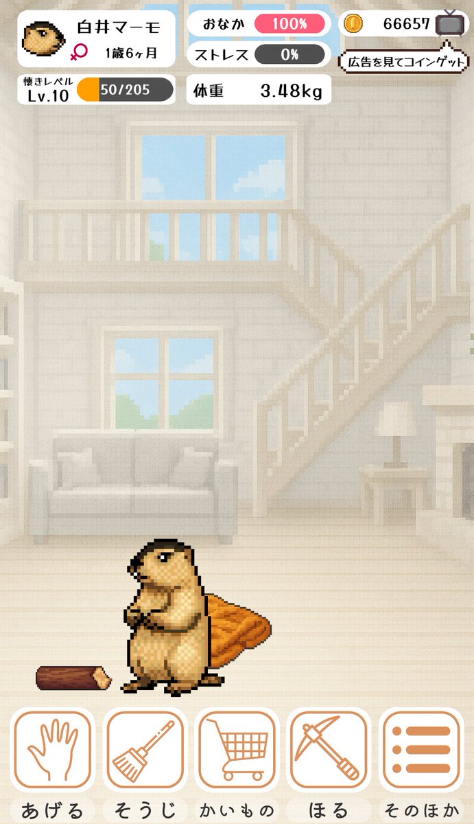 shirai_marmot's tweet image. やっと白いお家に住めた🐿️♡