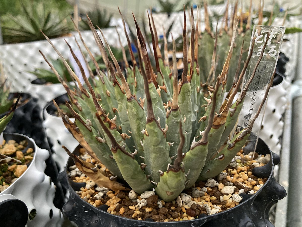 アガベハイブリッド　「ユタエンシス」×「マクロアカンサ」 アガベハイブリッド 「ユタエンシス」×「マクロアカンサ」