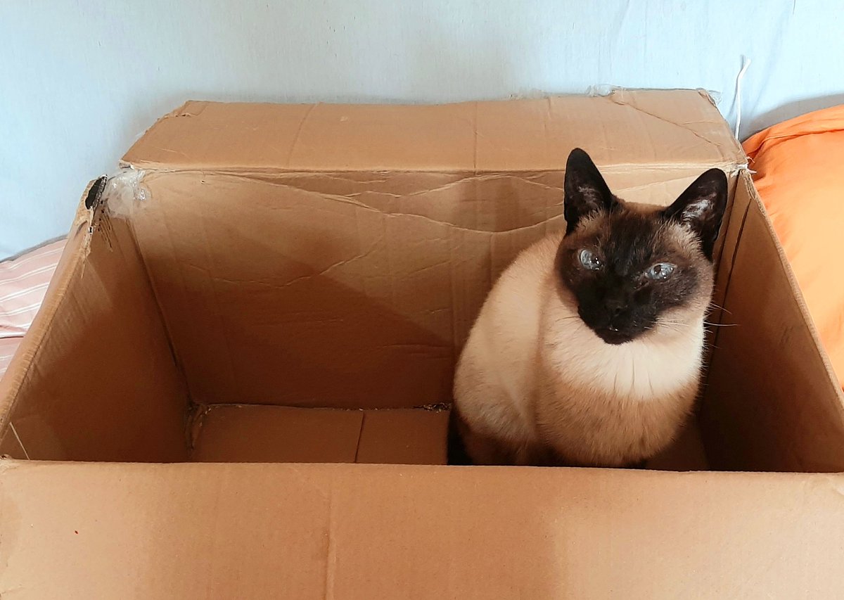 Lopezlaila1's tweet image. #Catbox #Nala