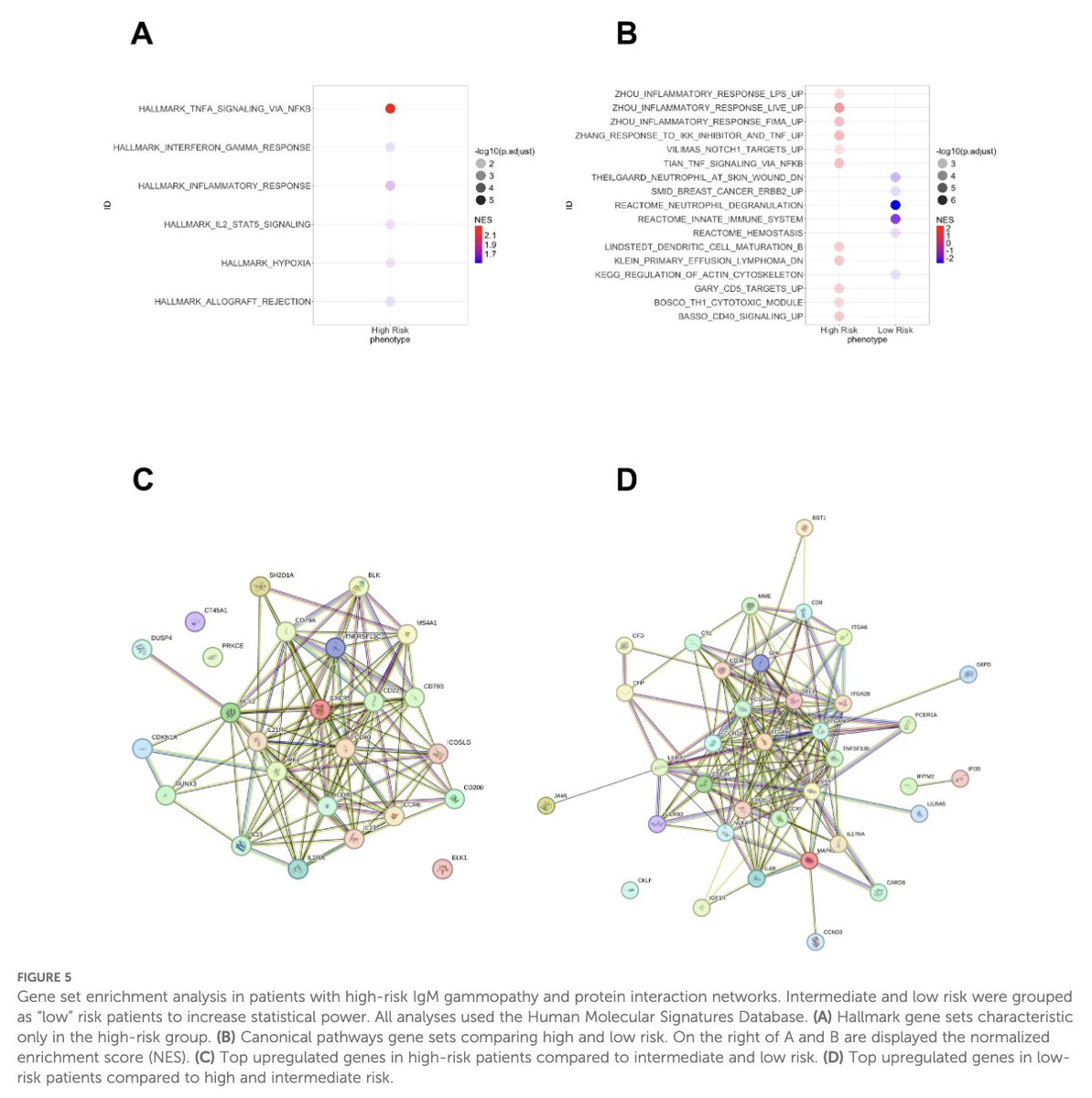 Myeloma_Doc's tweet image. #Myeloma Paper of the Day: Genomic & immune profiling of prognostic groups in IgM gammopathy reveals novel biomarkers beyond MYD88 L265P e.g. CXCR4, KMT2D, ARID1A and EP300 mutations, upregulated genes involved in NF-κB and BCR signaling activation: pubmed.ncbi.nlm.nih.gov/40666506/. #mmsm