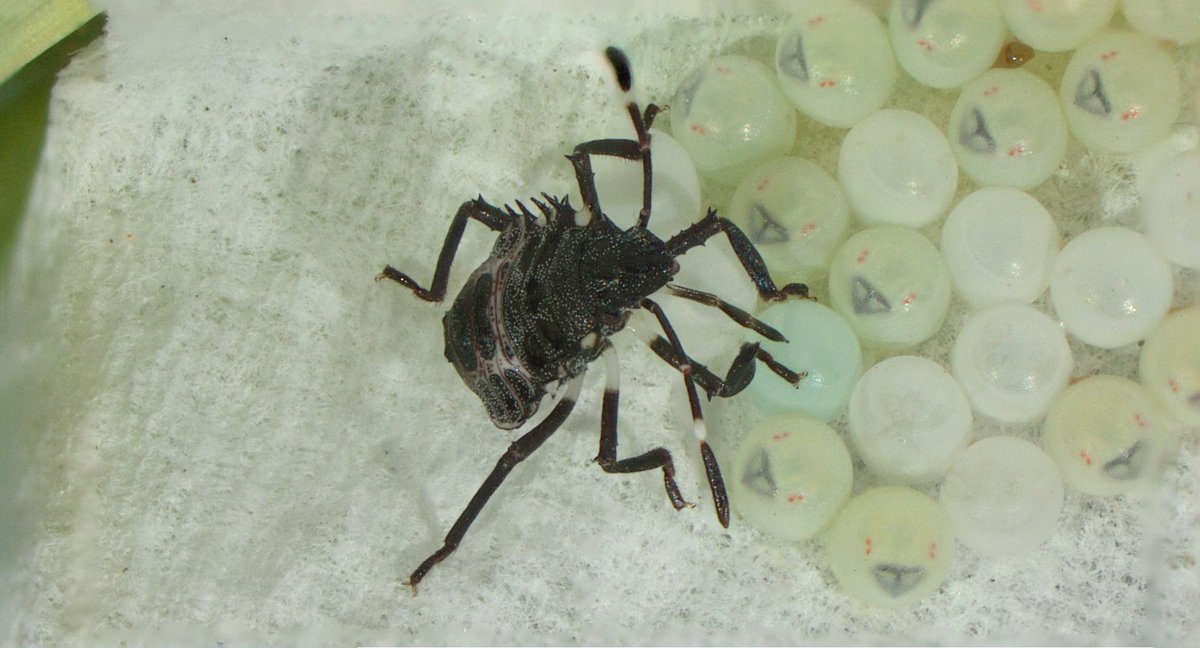 mstf_entomology's tweet image. Egg cannibalism of 2nd instar nymph of Halyomorpha halys
This behaviour can affect the rearing of egg parasitoids such as T. japonicus, because feeding on eggs can prevent the emergence of the parasitoids. Therefore, it is important to collect egg masses before the nymphs hatch.
