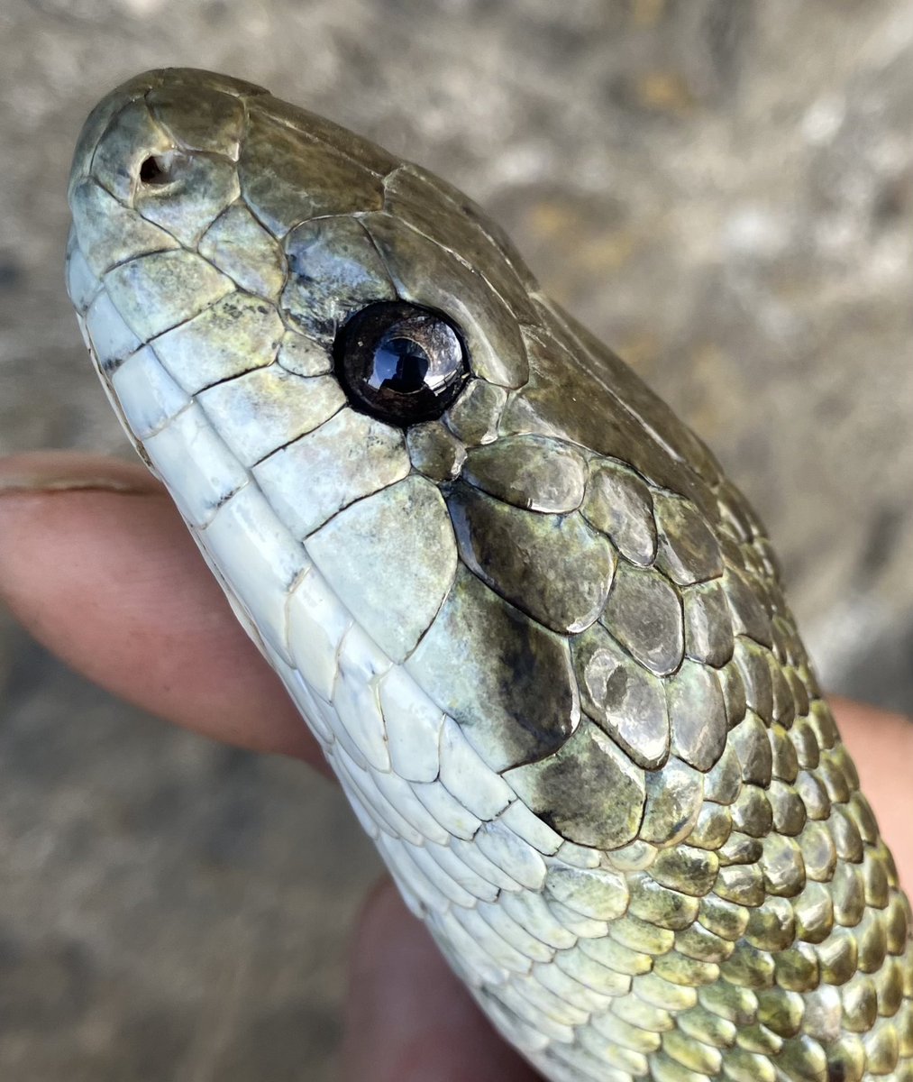 世界ヘビの日 #worldsnakeday アオダイショウ、シマヘビ