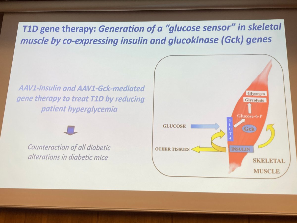 SSebiot's tweet image. #Biotec2025 🧬 Fátima Bosch presenta el éxito de los ensayos preclínicos de una terápia génica para diabetes tipo 1. La tecnología fue licenciada a una empresa de EEUU, que prevé inciar en breve ensayos clínicos con humanos.
👉 buff.ly/AbCJJSE