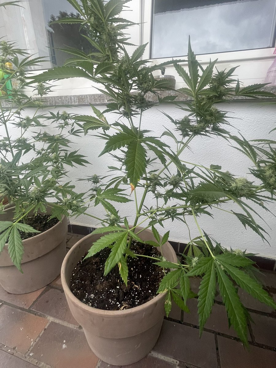 Need for legal weed tweet media