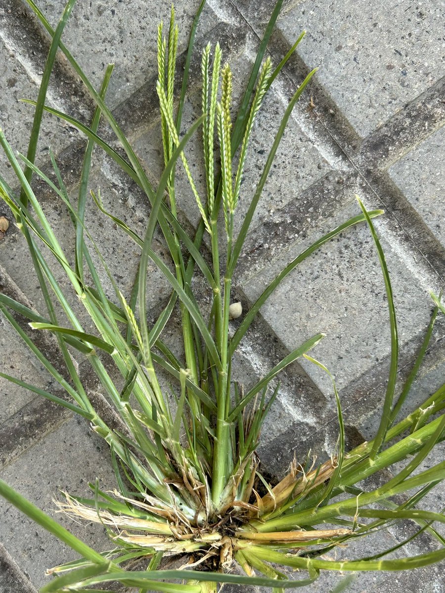 AGROSALVI's tweet photo. Diverses consultes sobre com controlar aquesta #gramínia en vivers, marges, etc. Es tracta de #Eleusine_indica una herba d’estiu de difícil control. Desenvolupa ràpidament resistències a diverses s.a. : glifosat, quizalofop-p-etil, cletodim, pendimetalina, etc. https://t.co/eoi7S3wKXo