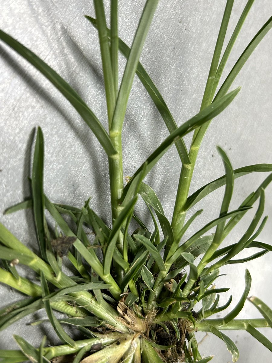 AGROSALVI's tweet photo. Diverses consultes sobre com controlar aquesta #gramínia en vivers, marges, etc. Es tracta de #Eleusine_indica una herba d’estiu de difícil control. Desenvolupa ràpidament resistències a diverses s.a. : glifosat, quizalofop-p-etil, cletodim, pendimetalina, etc. https://t.co/eoi7S3wKXo