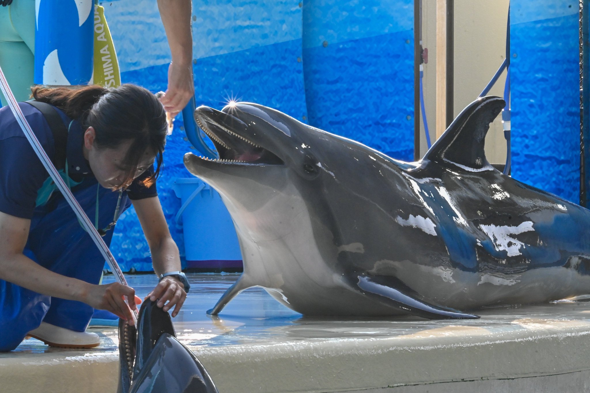 限定 オレンジ 新江ノ島水族館限定 ソフビ ウルトラセブン 64514-2-