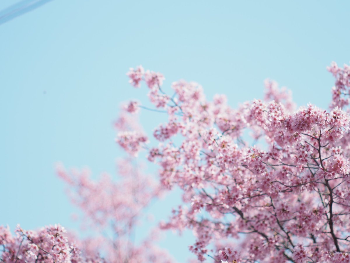#ファインダー越しの私の世界
#写真好きな人と繋がりたい

🌸