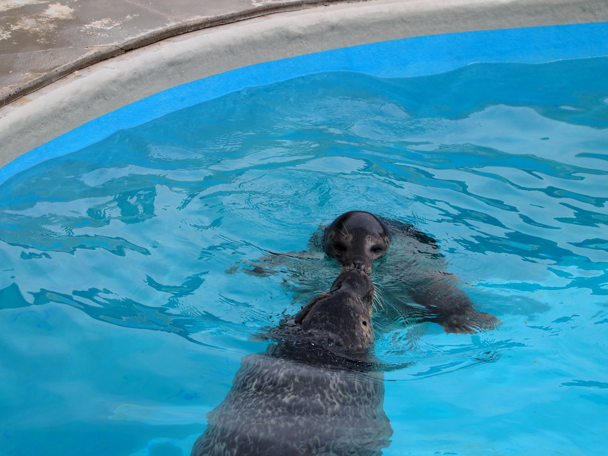 ロイくんページ 亚洲超星团 #AsiaSuperYoung #アジアスーパーヤング