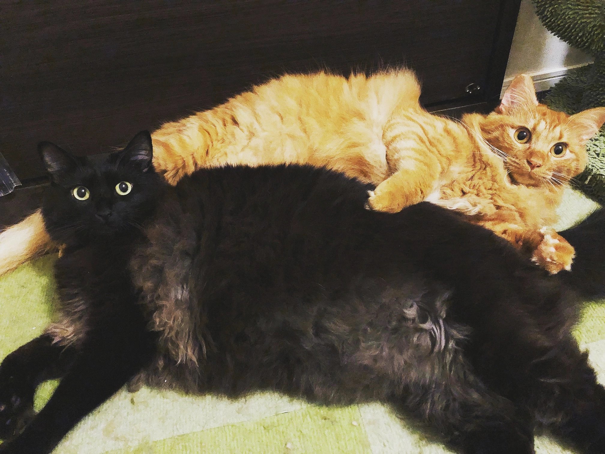 漣 ✾ 黒猫堂 🐈‍⬛🐈🐾 on X: 