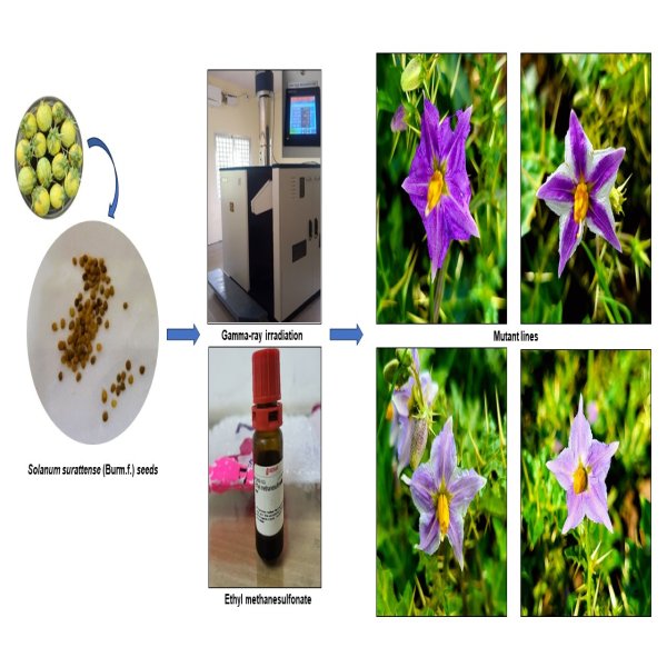 Enhancing genetic variability in Solanum surattense (Burm.f.) through EMS and gamma ray-induced mutagenesis - doi.org/10.14719/pst.8…