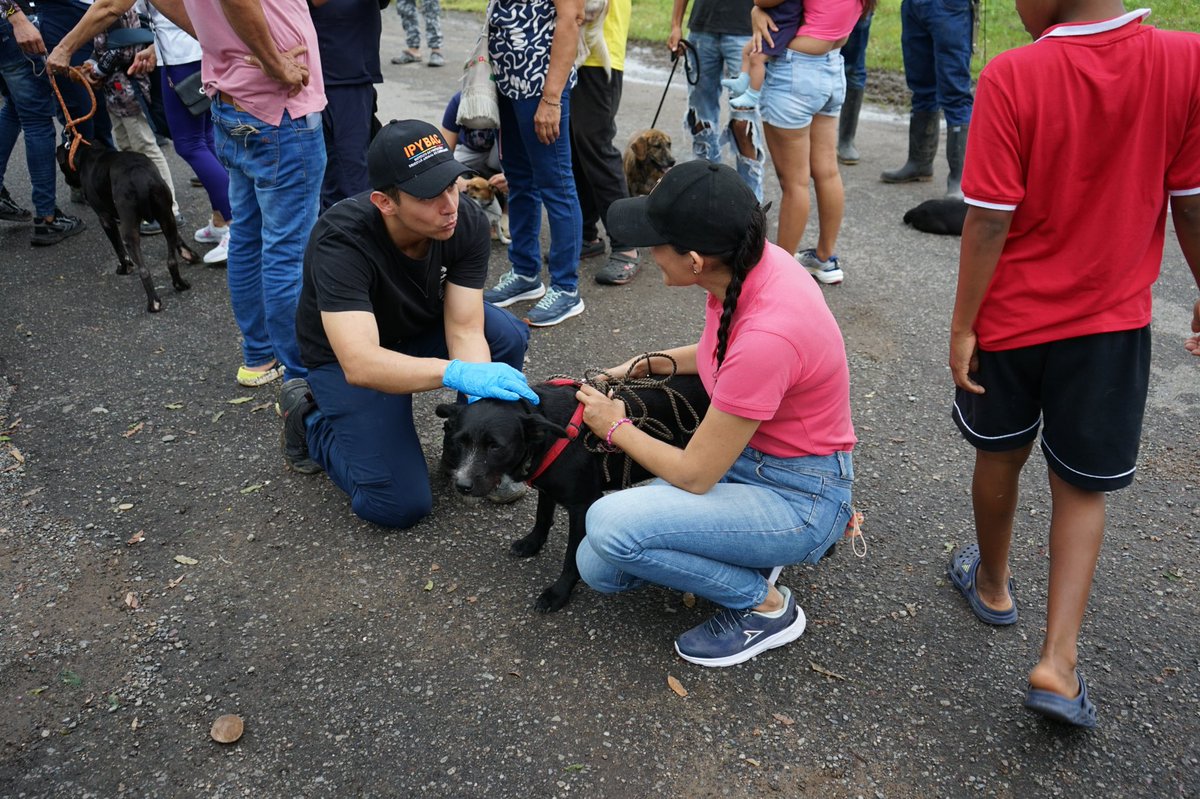 Desde 2020, el @IPYBAC promueve la tenencia responsable y el bienestar animal, atendiendo más de 6.300 emergencias veterinarias en todo Cundinamarca. 

¡Juntos cuidamos nuestra fauna! 

#16DeJulio #DíaDeCundinamarca