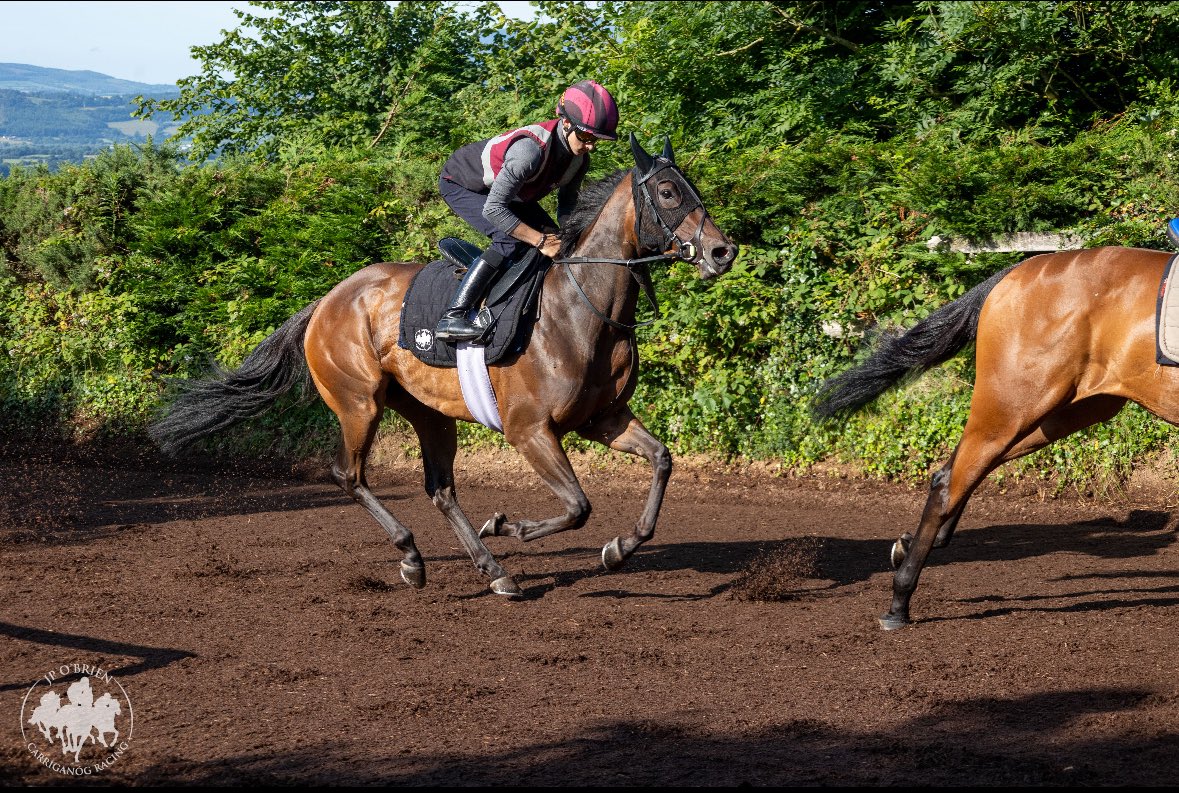 Coolmara Stables (@coolmaras) on Twitter photo Wannabe Royal runs in the 6:50 at <a href="/KillarneyRaces/">KillarneyRaces</a> today. We are hoping for a good run and fingers crossed she will get blacktype. Best of luck <a href="/JosephOBrien2/">Joseph O'Brien</a> and Dylan Browne McMonagle. Wannabe Royal runs in the 6:50 at <a href="/KillarneyRaces/">KillarneyRaces</a> today. We are hoping for a good run and fingers crossed she will get blacktype. Best of luck <a href="/JosephOBrien2/">Joseph O'Brien</a> and Dylan Browne McMonagle.
