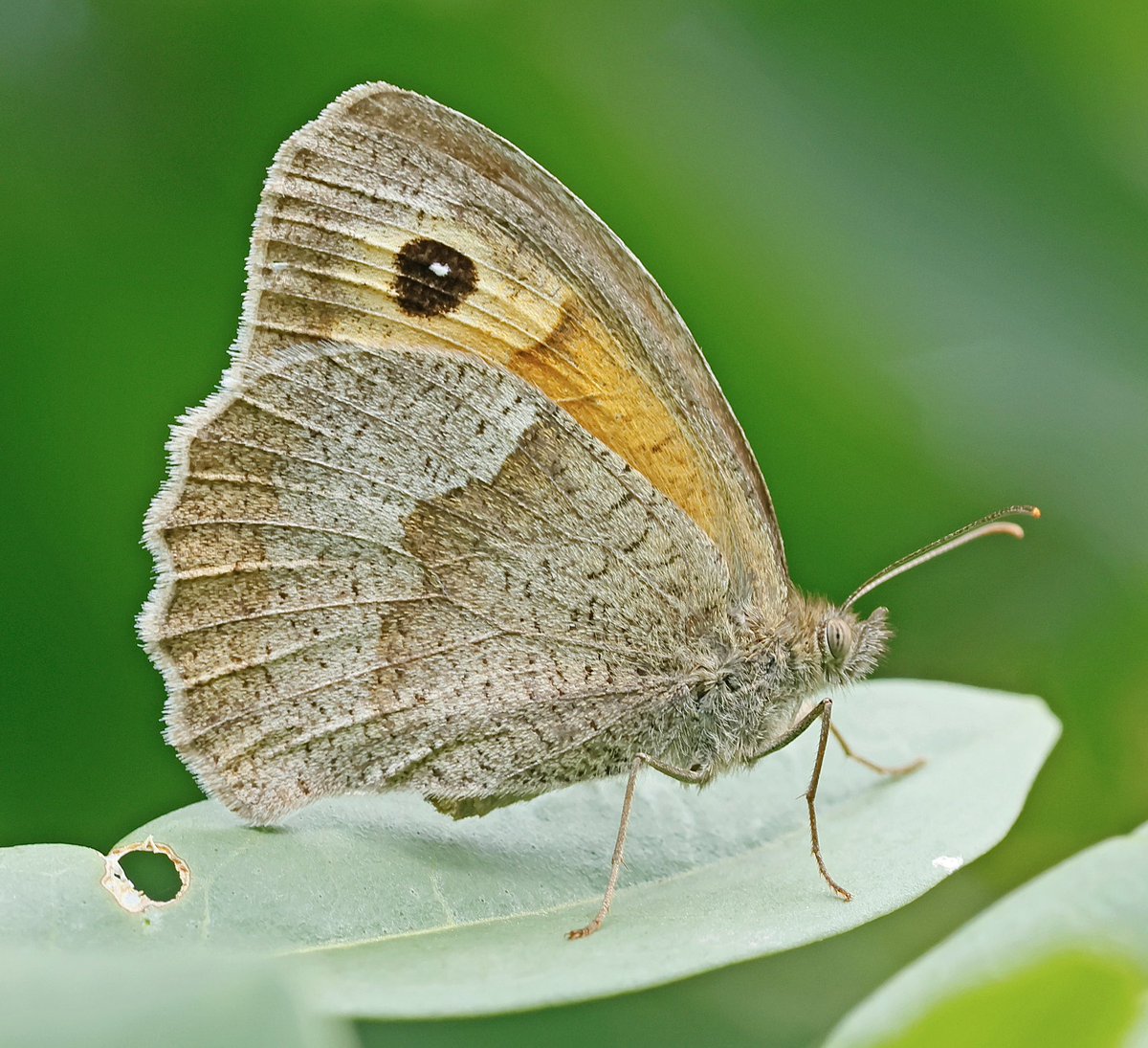 nikols_steve's tweet image. Meadow Brown, Ryton Wood Meadows. @BCWarwickshire @savebutterflies