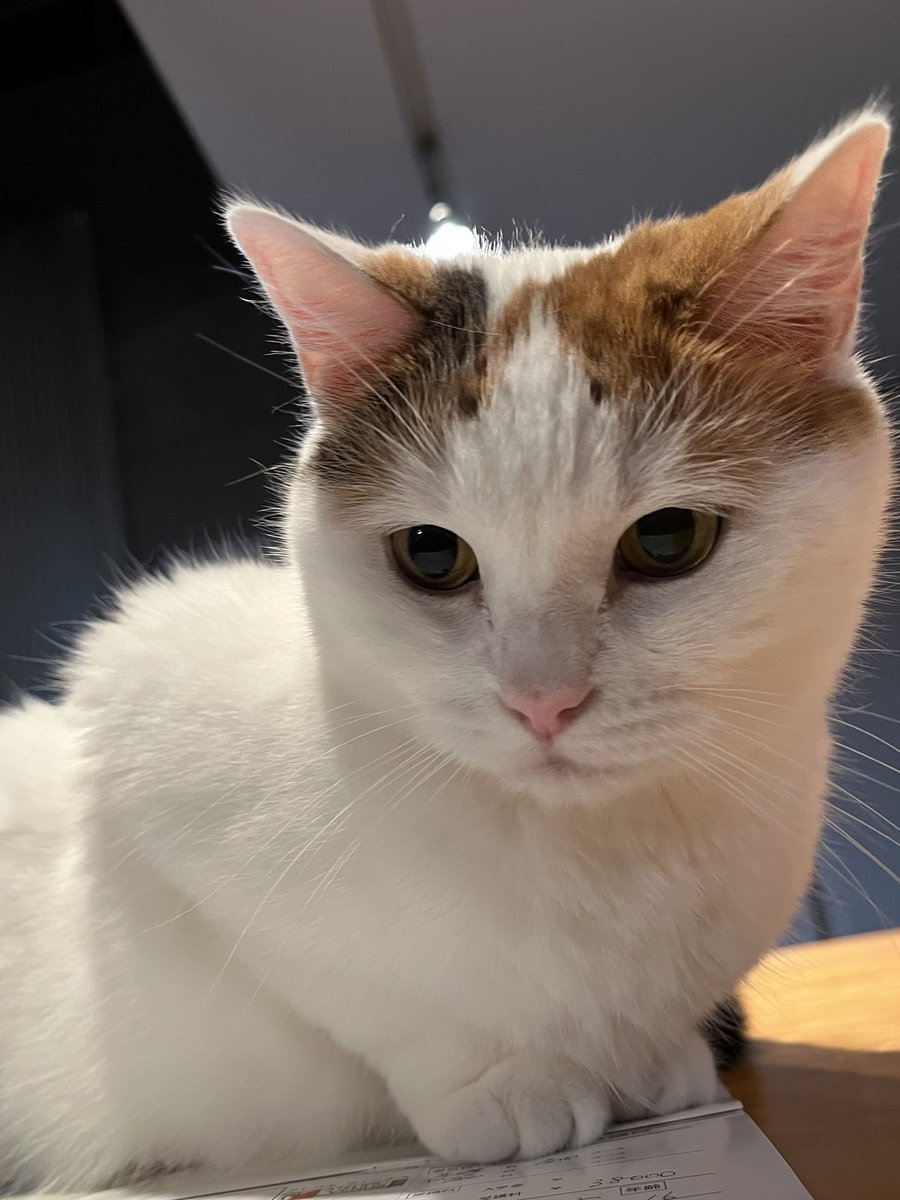 tomochadi's tweet photo. その下の！見えませんがな https://t.co/XXBLRwgvl2