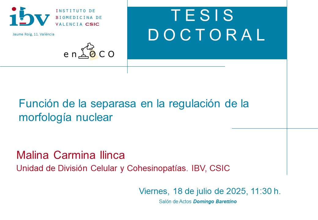 IBV_CSIC's tweet photo. El próximo viernes, nuestra compañera Malina Carmina Ilinca de la Unidad de División Celular y Cohesinopatías del @IBV_CSIC defenderá la tesis doctoral:
«Función de la separasa en la regulación de la morfología nuclear»

🗓️18/07
⌚️11:30h
🏛️Sede J. Roig

@CSICval https://t.co/ntScTiF0xz