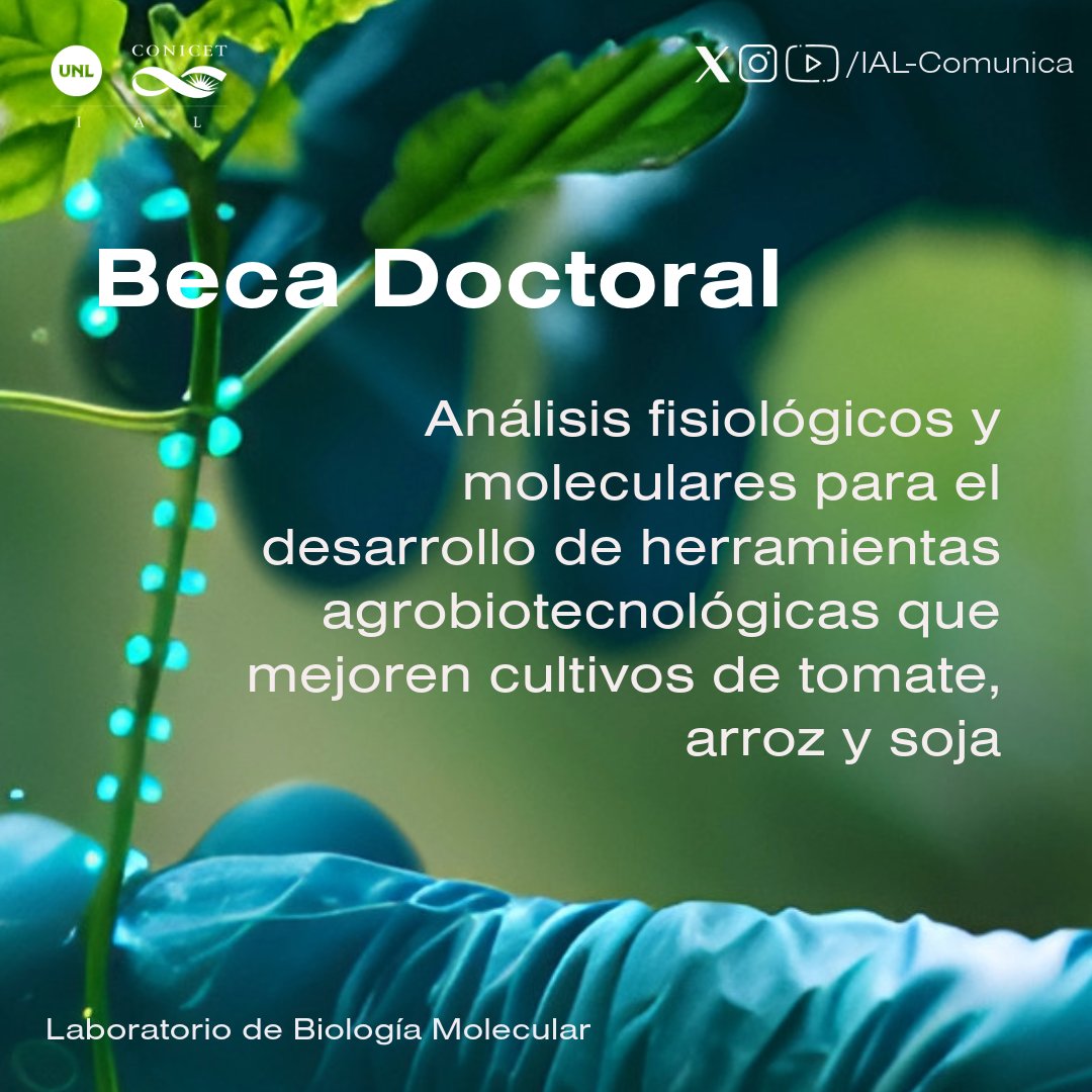 👋Si querés continuar formándote y hacer un Doctorado en Biotecnología Vegetal, en Santa Fe tenemos un proyecto con financiamiento para la mejora de cultivos (soja, arroz, tomate) 🍅🌾🌱
Info:📧ewelchen@ial.unl.edu.ar
🙌 Se agradece difusión.
ial.conicet.gov.ar/convocatoria-a…