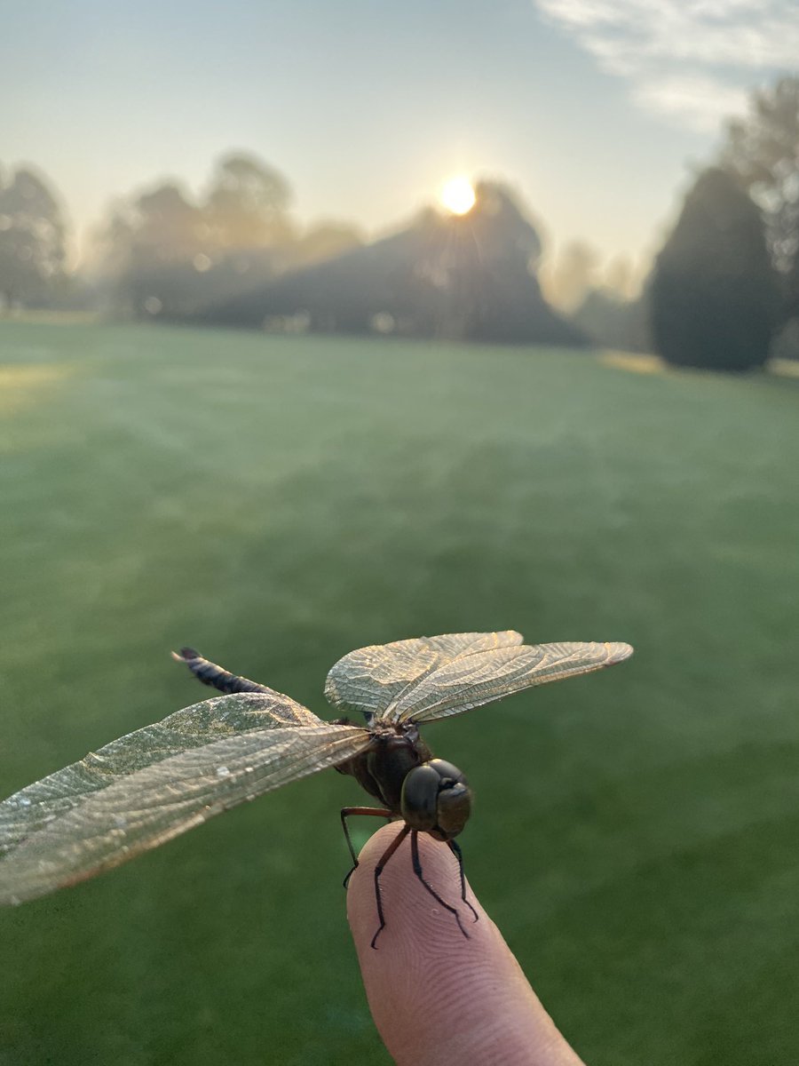 Helpin this fellow after he got knocked down by a sprinkler! <a href="/OntarioGSA/">OGSA</a> #todayinontario <a href="/CobbleHillsGolf/">Cobble Hills</a>