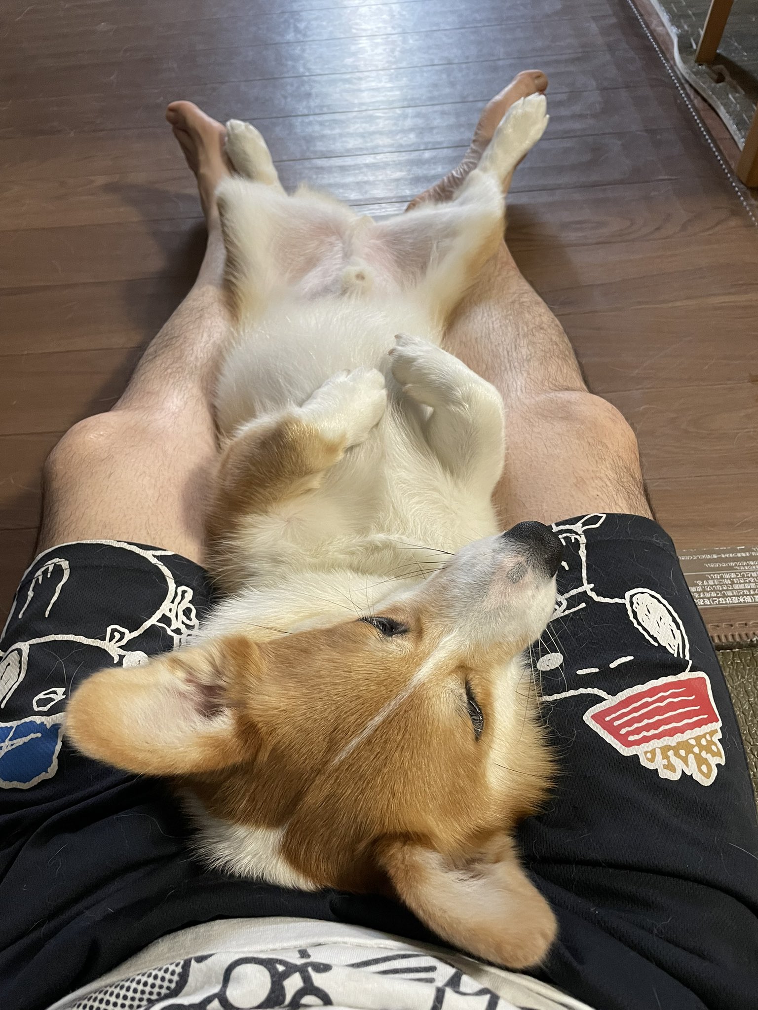 ぎんつむ on X: 