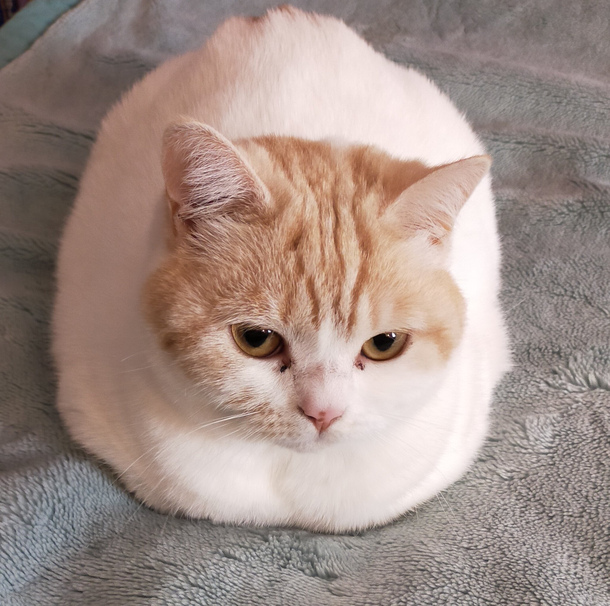 まさまさ(猫) on X: 