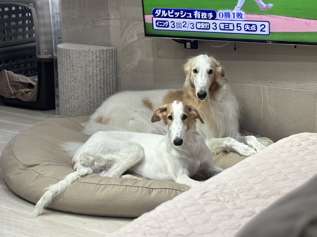 velzoi's tweet image. 似てきたな。