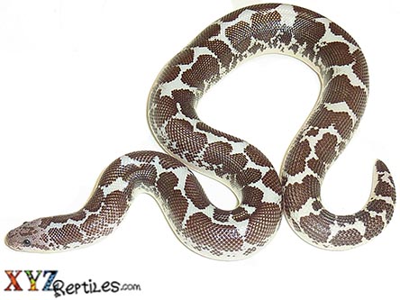 XYZReptiles tweet media