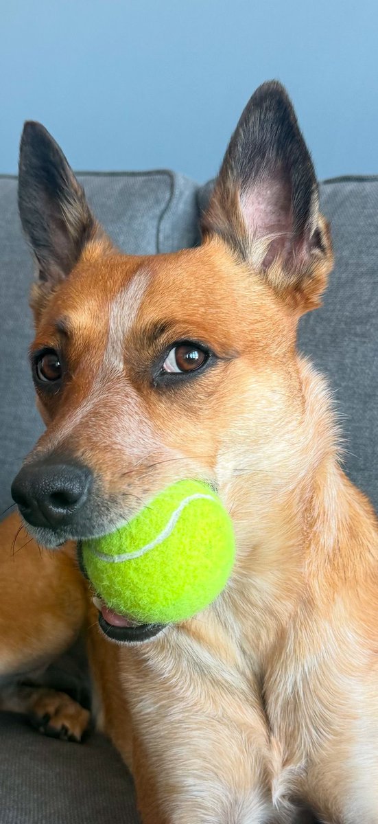 sayia's tweet photo. @buitengebieden This is Mocha doing what she loves best. https://t.co/jFYDm3RtD8