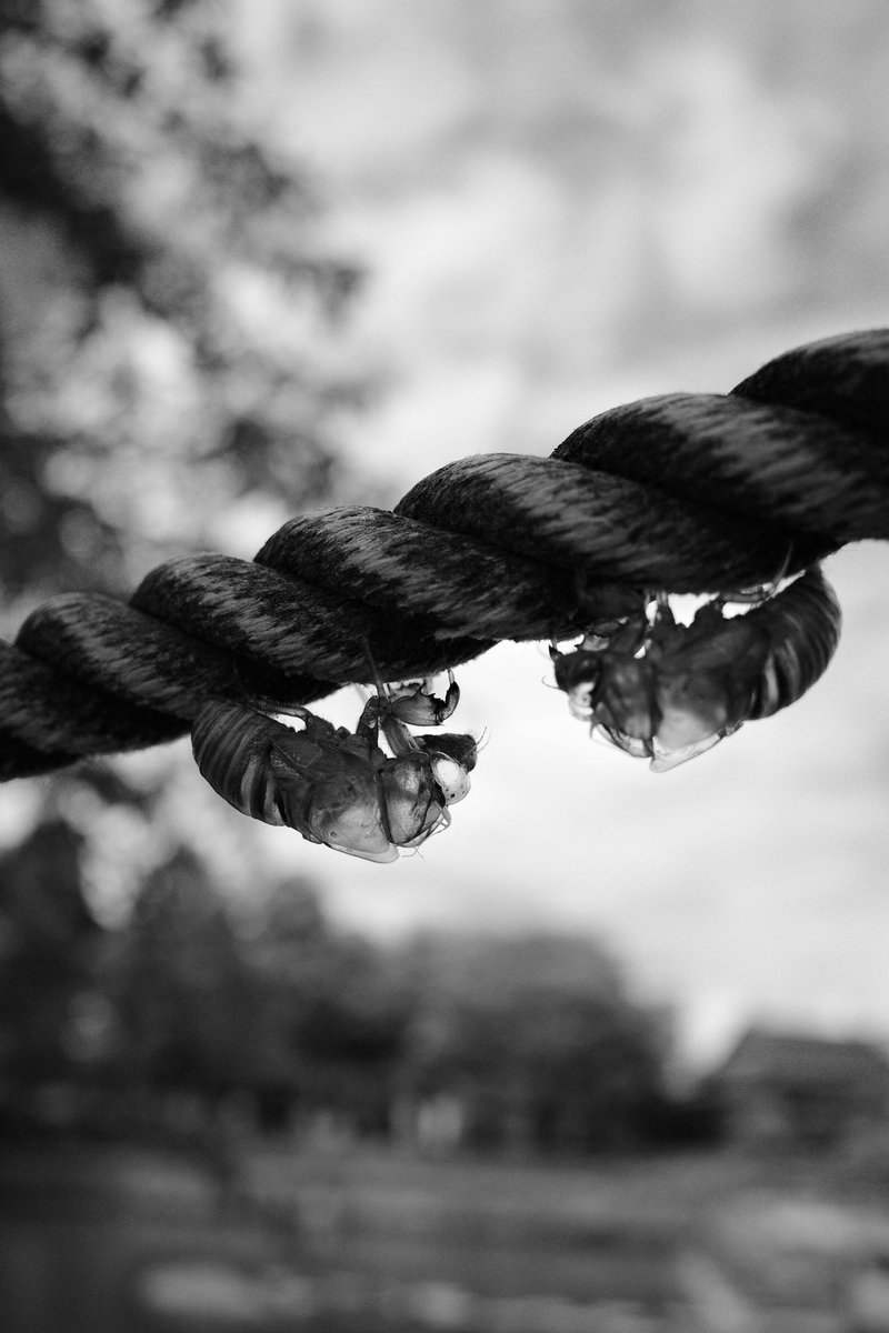 Samechan__17's tweet image. 優しい時間 2025 No192
Gentle Time
#優しい時間
#gentletime
#gr3
#モノクロ写真
#blackandwhitephotography
#白黒写真
#monochromephotography
#写真が好きな人と繋がりたい