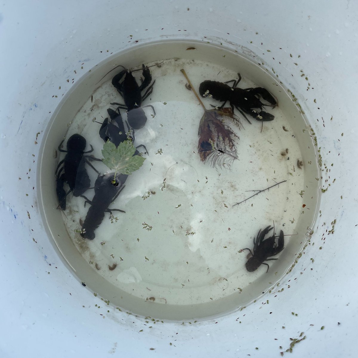 1/2 We’ve rescued a population of native white clawed crayfish in Wharfedale after drought conditions left them stranded.

They’ve been moved to a safe quarantine and after a health check they will be returned to rivers to support crayfish conservation in #Yorkshire.