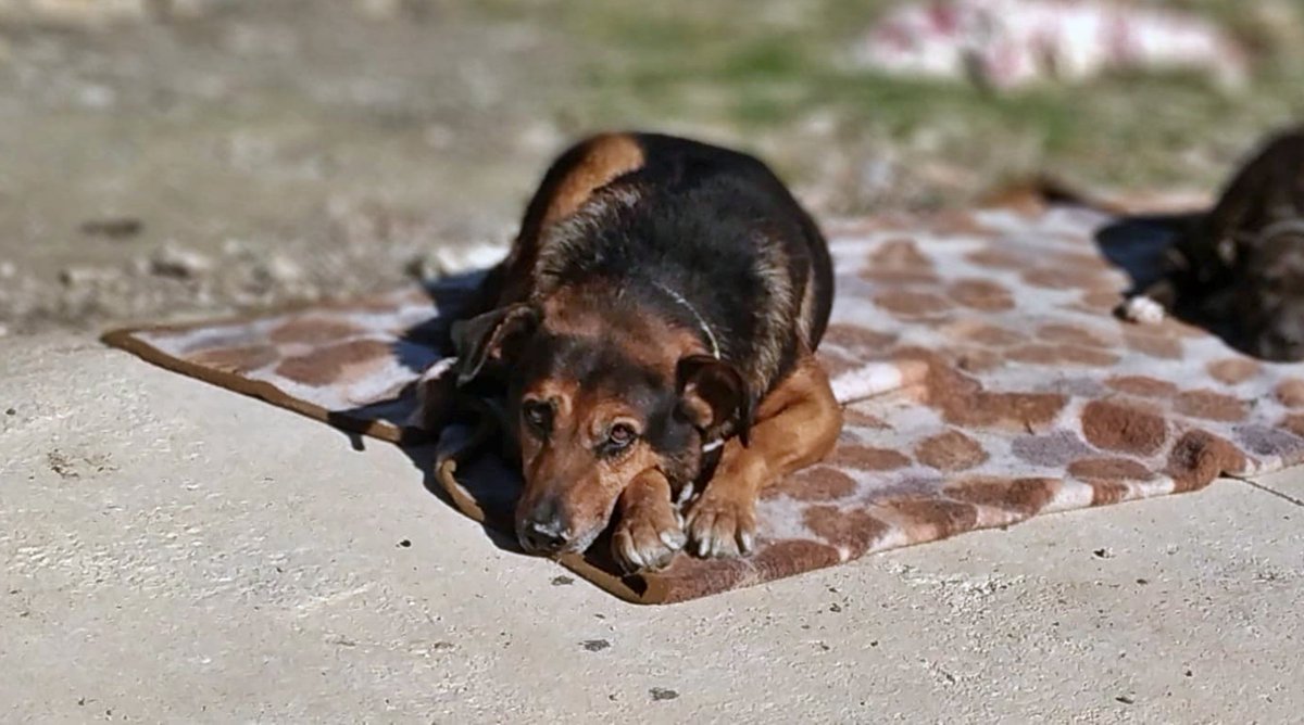 #Jaén
Esta belleza de abuelo de casi 14 años, es #JAYKO. Fue rescatado apresuradamente de un cortijo donde el dueño amenazó de una forma vil, cobarde y asquerosa con ases*narlo si no nos lo llevábamos de inmediato.

A pesar de que el tiempo que vivió con ese monstruo fue